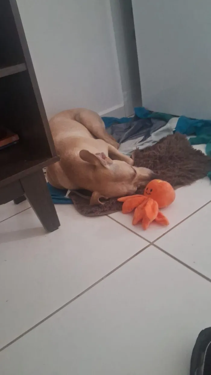 Cachorro raça SRD-ViraLata idade 1 ano nome kemi