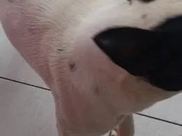 Cachorro raça Boxer idade 2 anos nome Zafira