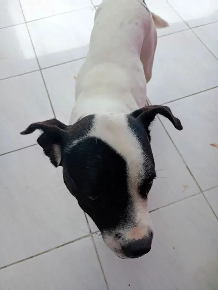 Cachorro raça Boxer idade 2 anos nome Zafira