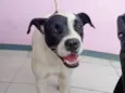 Zafira