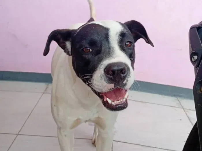 Cachorro raça Boxer idade 2 anos nome Zafira