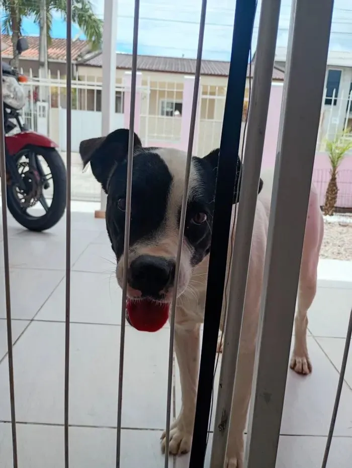 Cachorro raça Boxer idade 2 anos nome Zafira