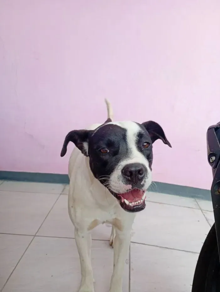 Cachorro raça Boxer idade 2 anos nome Zafira