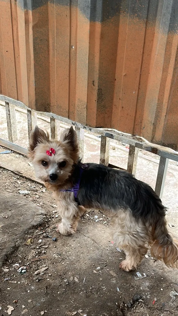 Cachorro raça SRD-ViraLata idade 6 ou mais anos nome Safira 