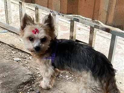 Cachorro raça SRD-ViraLata idade 6 ou mais anos nome Safira 