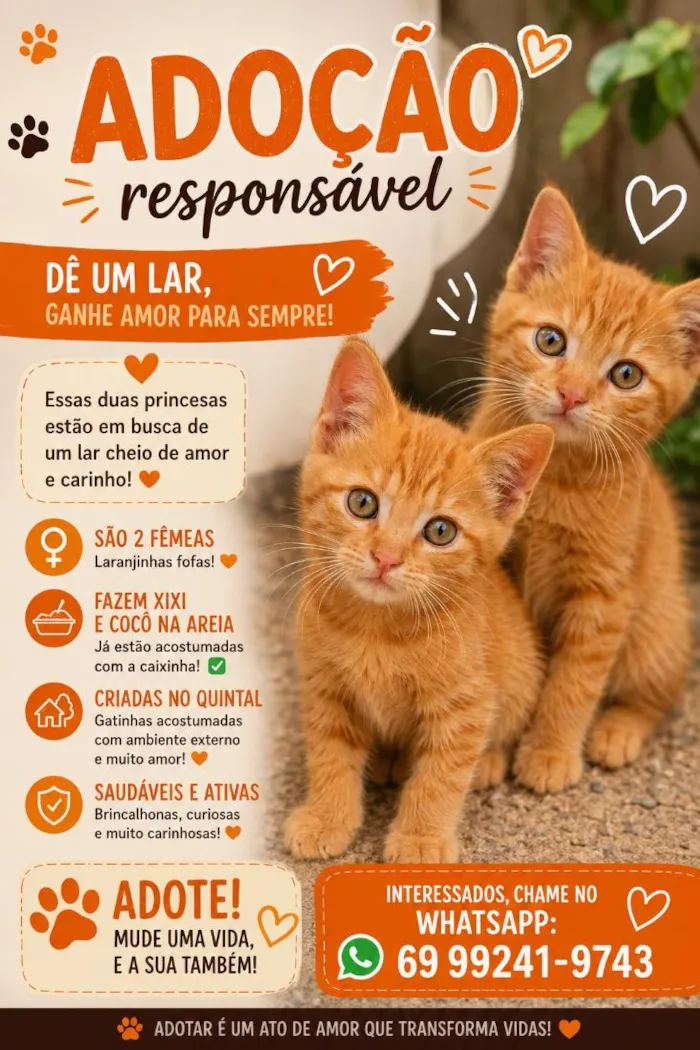 Gato raça SRD-ViraLata idade 2 a 6 meses nome SOLAR E NINA