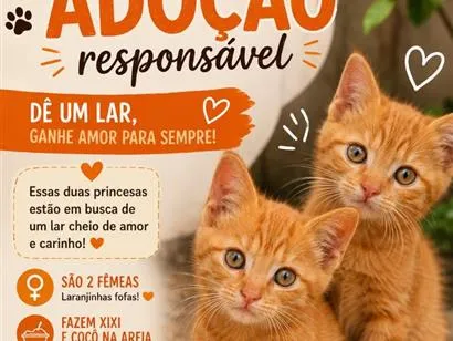 Gato raça SRD-ViraLata idade 2 a 6 meses nome SOLAR E NINA