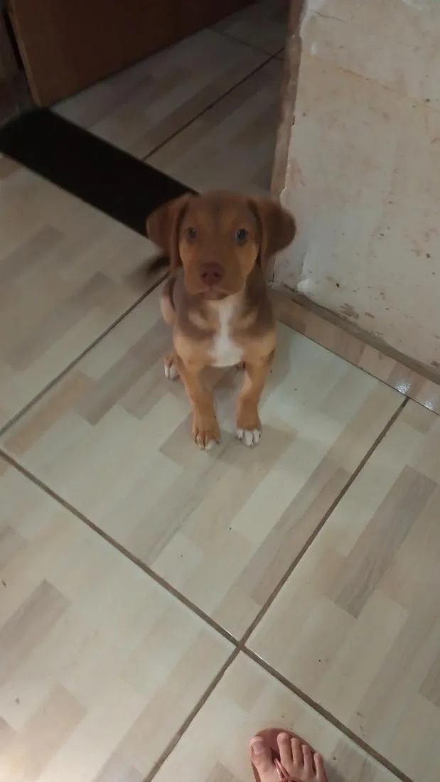 Cachorro raça SRD-ViraLata idade 2 a 6 meses nome Mel