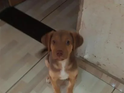 Cachorro raça SRD-ViraLata idade 2 a 6 meses nome Mel