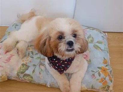 Cachorro raça Shitzu idade 1 ano nome Bethoven