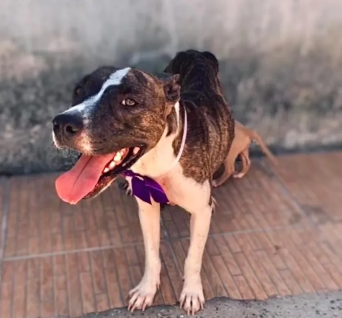 Cachorro raça Pit-Bull idade 1 ano nome Kiara