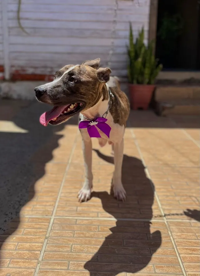 Cachorro raça Pit-Bull idade 1 ano nome Kiara