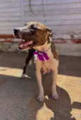 Kiara