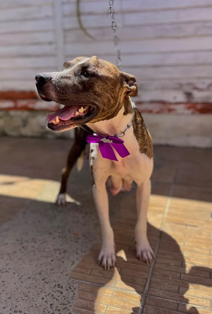 Cachorro raça Pit-Bull idade 1 ano nome Kiara
