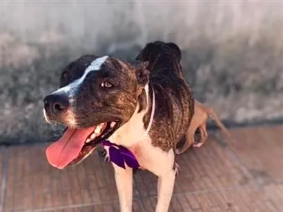 Cachorro raça Pit-Bull idade 1 ano nome Kiara