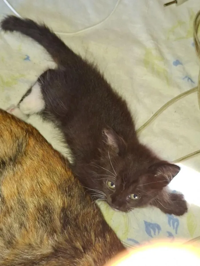 Gato raça SRD-ViraLata idade 2 a 6 meses nome Sem nome