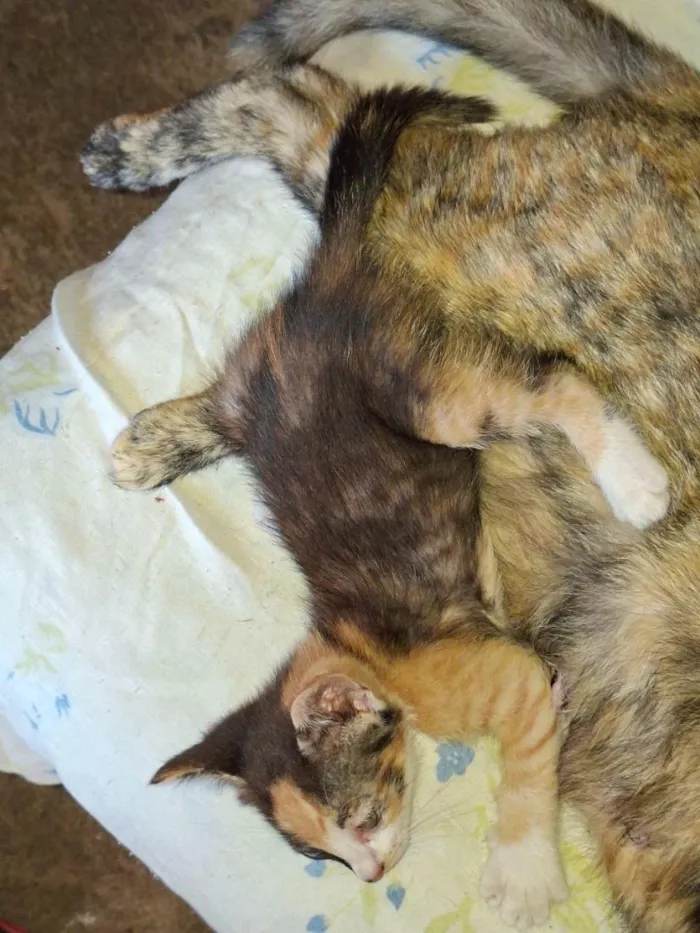 Gato raça SRD-ViraLata idade 2 a 6 meses nome Ainda sem nome