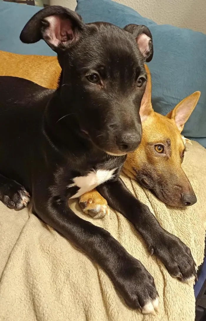 Cachorro raça SRD-ViraLata idade 2 a 6 meses nome LOLITA
