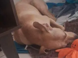 Cachorro raça SRD-ViraLata idade 1 ano nome kemi