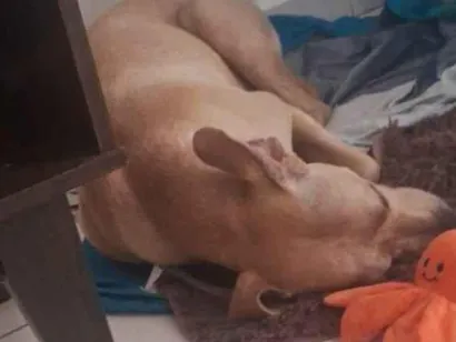 Cachorro raça SRD-ViraLata idade 1 ano nome kemi