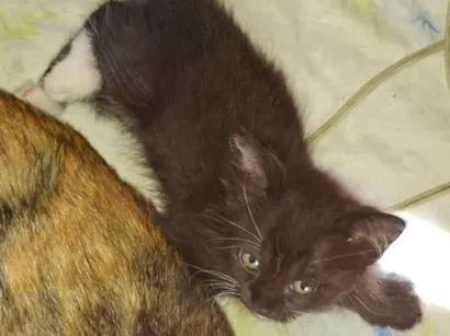 Gato raça SRD-ViraLata idade 2 a 6 meses nome Sem nome