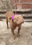 Cacau
