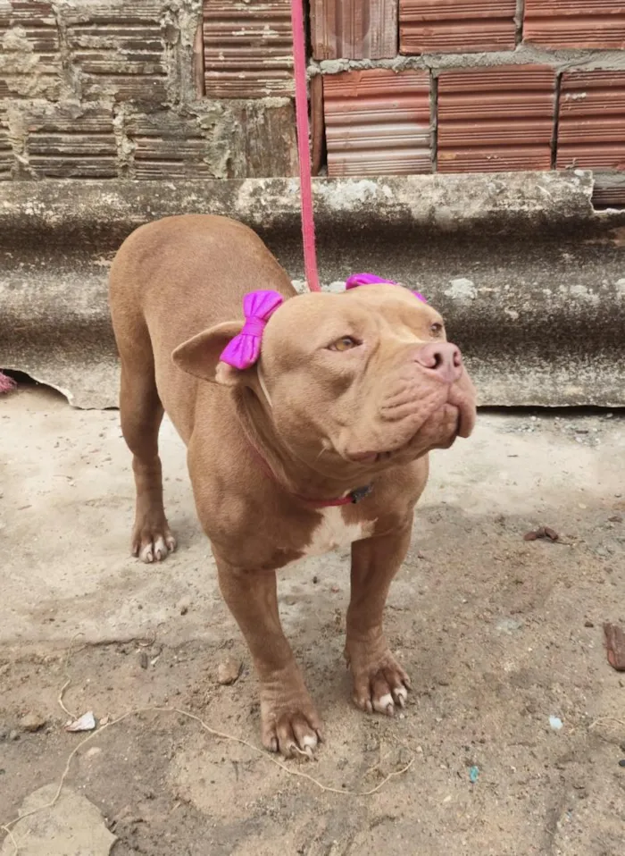 Cachorro raça Pit-Bull idade 2 anos nome Cacau