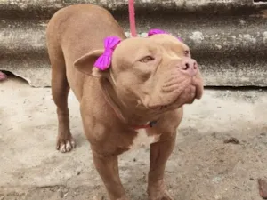 Cachorro raça Pit-Bull idade 2 anos nome Cacau