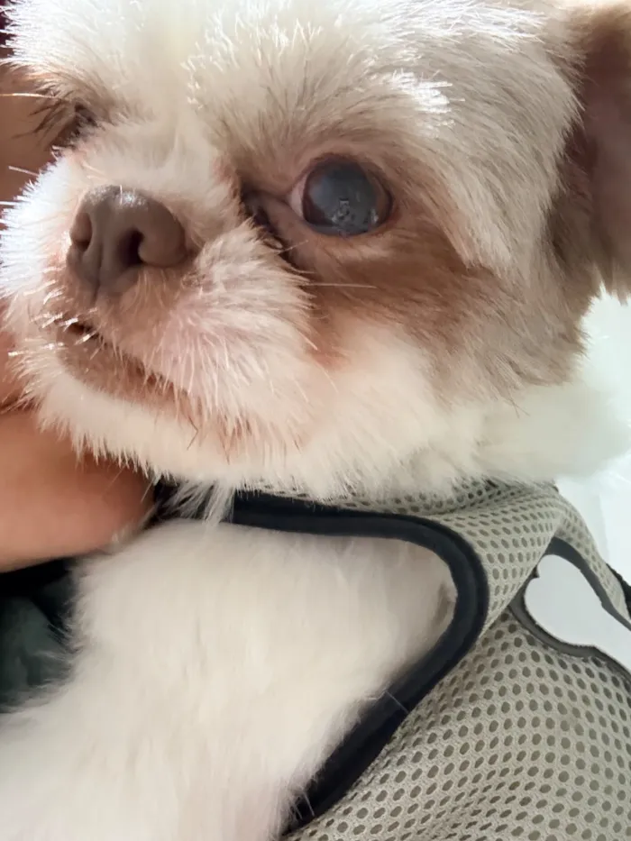 Cachorro raça Shitzu idade 1 ano nome -