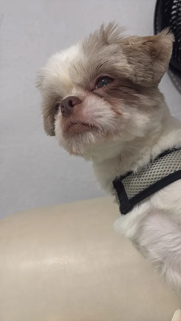 Cachorro raça Shitzu idade 1 ano nome -