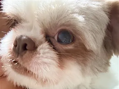 Cachorro raça Shitzu idade 1 ano nome -