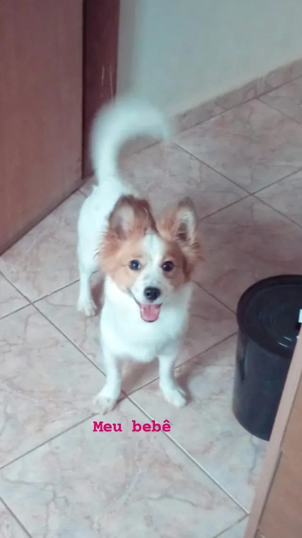 Cachorro raça SRD-ViraLata idade 5 anos nome cake 