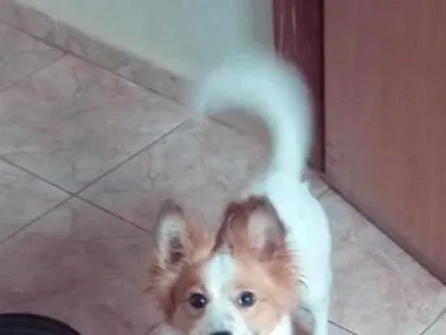 Cachorro raça SRD-ViraLata idade 5 anos nome cake 