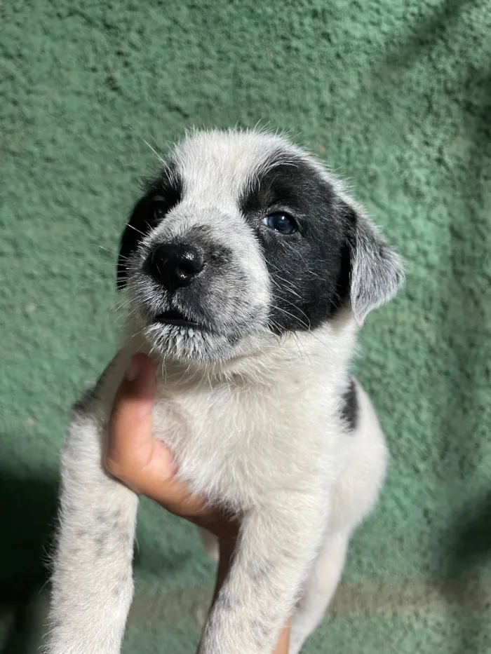 Cachorro raça SRD-ViraLata idade 2 a 6 meses nome Não possui 