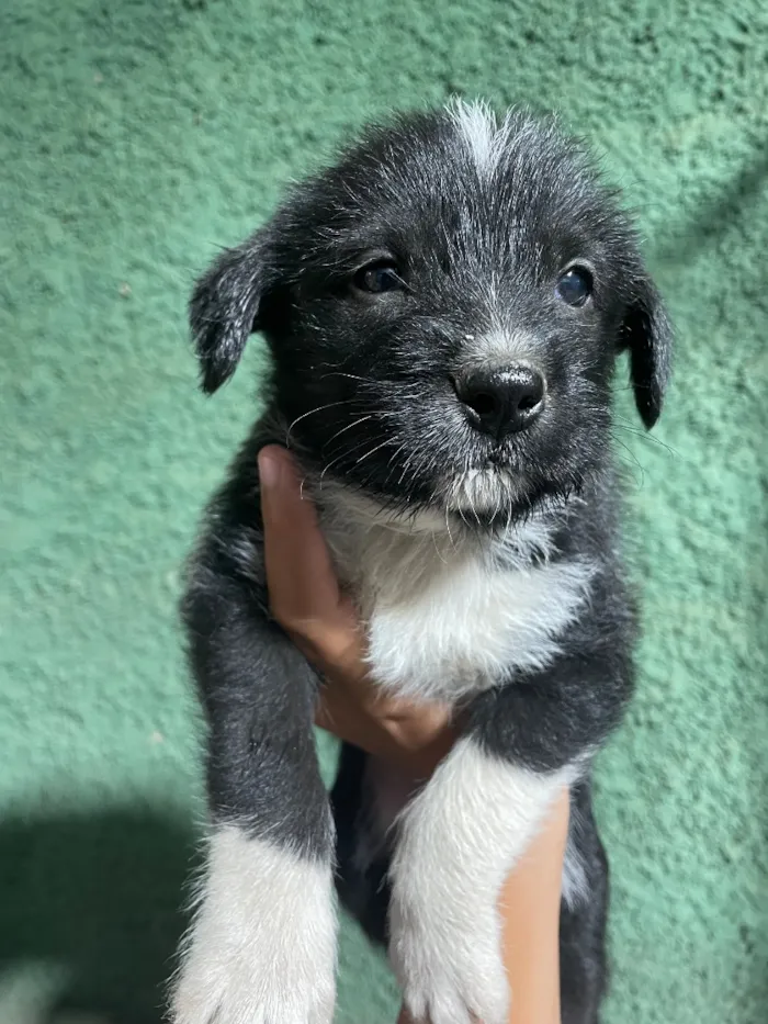 Cachorro raça SRD-ViraLata idade 2 a 6 meses nome Não possui 