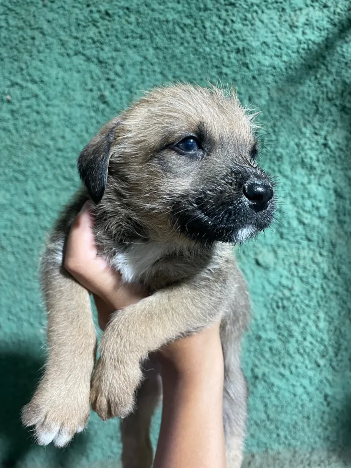 Cachorro raça SRD-ViraLata idade 2 a 6 meses nome Não possui 