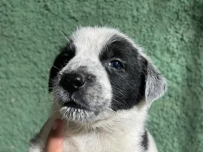 Cachorro raça SRD-ViraLata idade 2 a 6 meses nome Não possui 