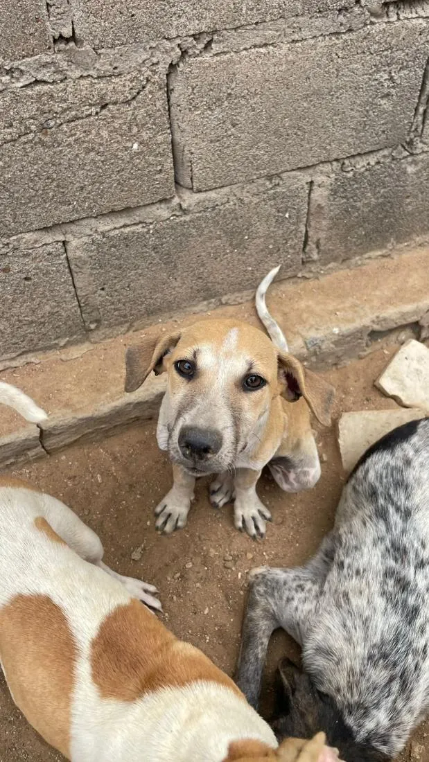 Cachorro raça SRD-ViraLata idade 2 a 6 meses nome não tem nome ainda não 