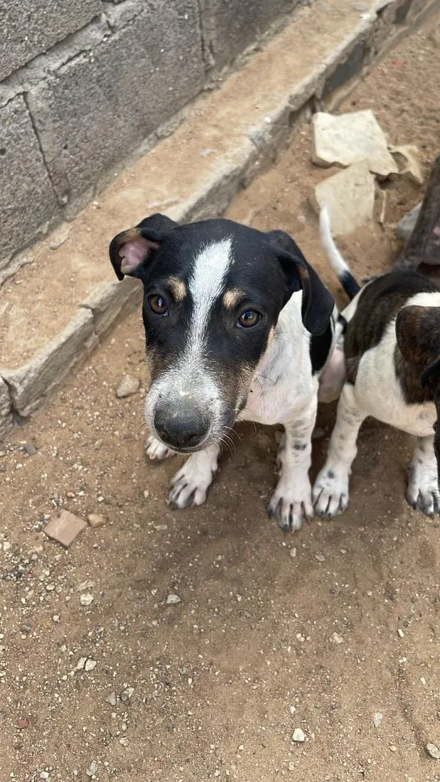 Cachorro raça SRD-ViraLata idade 2 a 6 meses nome não tem nome ainda não 