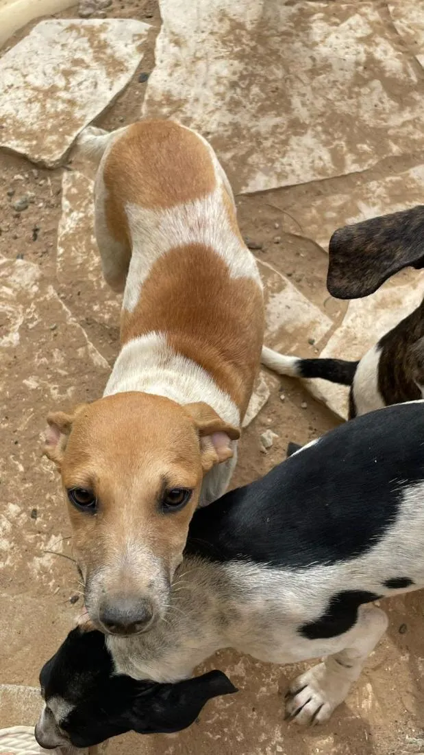 Cachorro raça SRD-ViraLata idade 2 a 6 meses nome não tem nome ainda não 