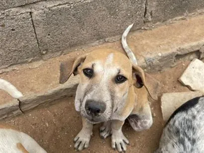 Cachorro raça SRD-ViraLata idade 2 a 6 meses nome não tem nome ainda não 