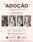 Gatinhos filhotes