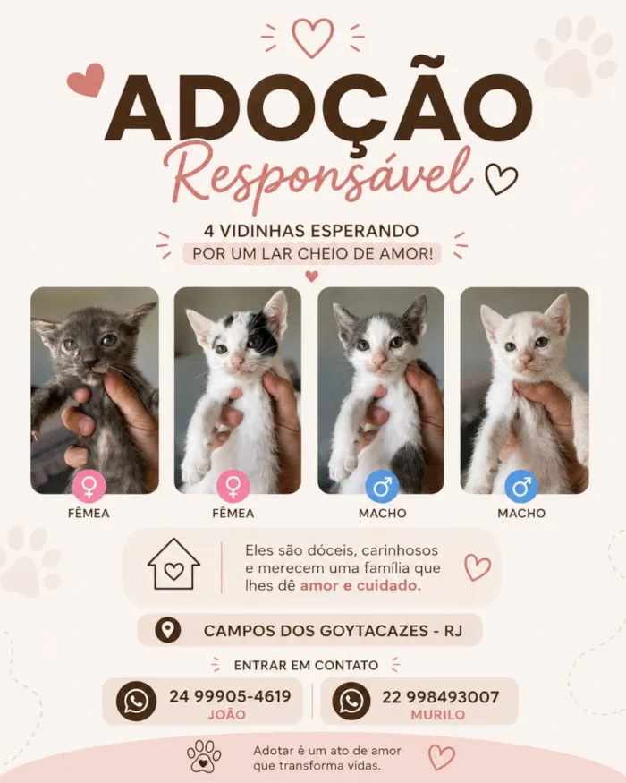 Gato raça SRD-ViraLata idade Abaixo de 2 meses nome Gatinhos filhotes