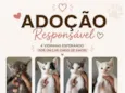 Gatinhos filhotes