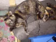 PINTADA