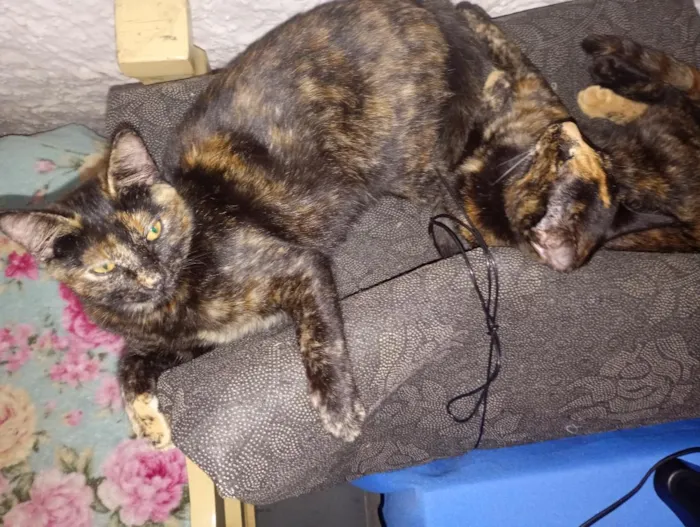 Gato raça SRD-ViraLata idade 2 a 6 meses nome PINTADA