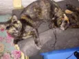 PINTADA