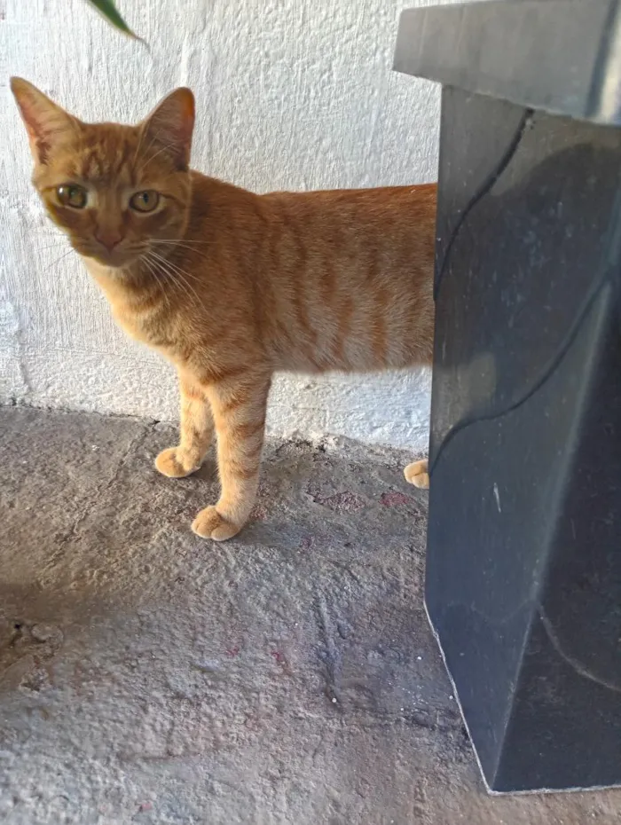 Gato raça SRD-ViraLata idade 1 ano nome MENINA 