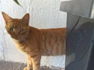 Gato raça SRD-ViraLata idade 1 ano nome MENINA 