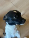 Scot